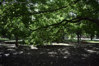 What was once the platform area of Dearborn Station is now a leafy park